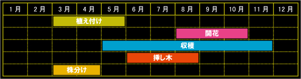 ステビアの栽培カレンダー