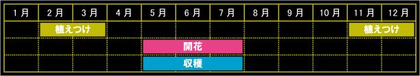 リンデンの栽培カレンダー