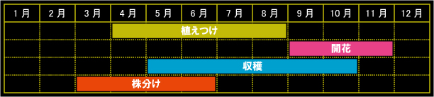 レモングラスの栽培カレンダー