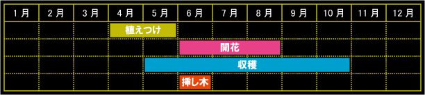 レモンバーベナの栽培カレンダー