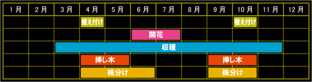 レモンバームの栽培カレンダー