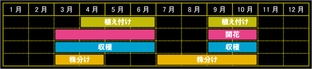 ワイルドストロベリーの栽培カレンダー