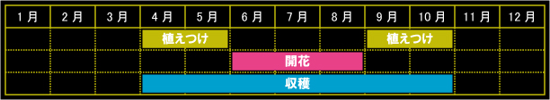 アニスの栽培カレンダー