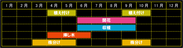 オレガノの栽培カレンダー