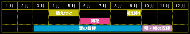 キャラウェイの栽培カレンダー