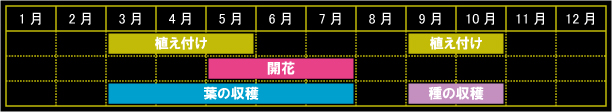 コリアンダーの栽培カレンダー