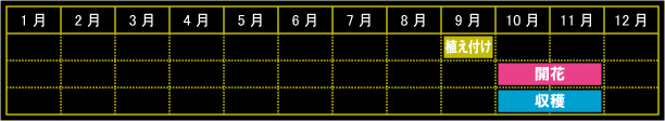 サフランの栽培カレンダー