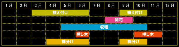 スペアミントの栽培カレンダー