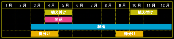 チャイブの栽培カレンダー