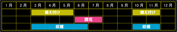 チャービルの栽培カレンダー