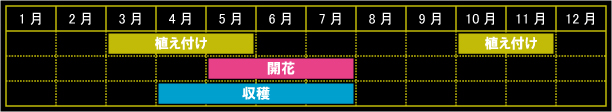 ディルの栽培カレンダー