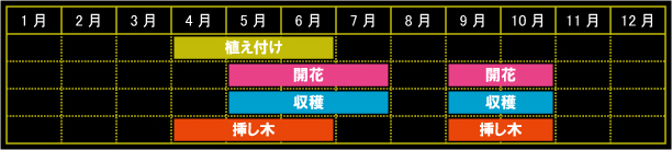 ナスタチウムの栽培カレンダー