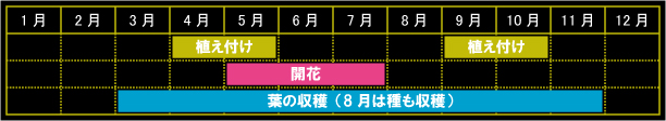 フェンネルの栽培カレンダー