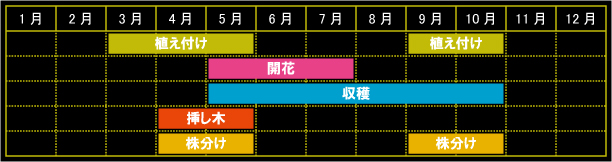 フレンチタラゴンの栽培カレンダー