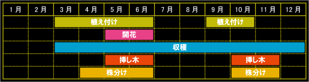 レモンタイムの栽培カレンダー