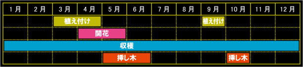 ローリエ（ベイ）の栽培カレンダー