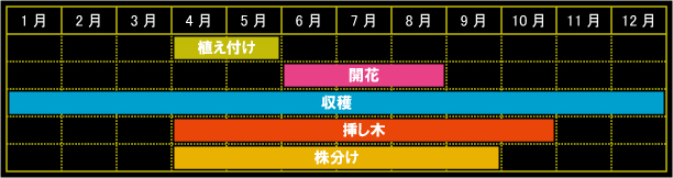 アロエベラの栽培カレンダー