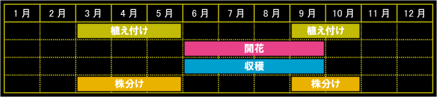 エキナセアの栽培カレンダー