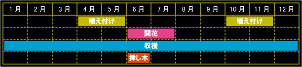 コモンセージの栽培カレンダー