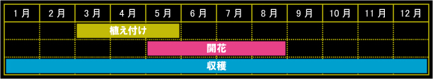 ユーカリの栽培カレンダー
