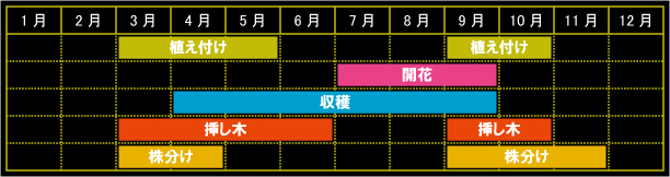 コストマリーの栽培カレンダー