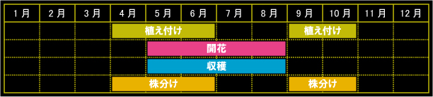 コモンヤロウの栽培カレンダー
