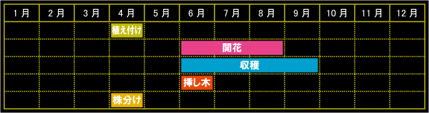 サザンウッドの栽培カレンダー