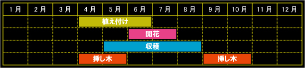 サントリナの栽培カレンダー