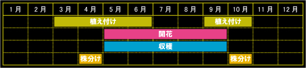 タンジーの栽培カレンダー