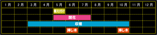 マートルの栽培カレンダー