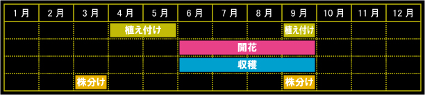 ラムズイヤーの栽培カレンダー