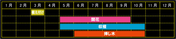 ハニーサックルの栽培カレンダー