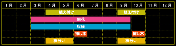 フィーバーフューの栽培カレンダー