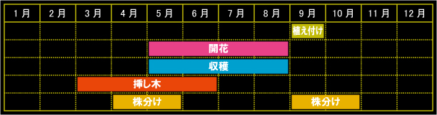 ベルガモットの栽培カレンダー