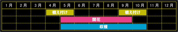 ボリジの栽培カレンダー